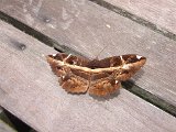 00396-2452 Moth on the walkway at the Royal Mulu Resort